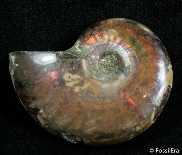 Inch Flashy Red Iridescent Ammonite #2583